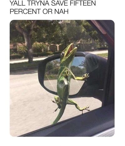 caption-that-reads-yall-tryna-save-15-or-nah-above-a-pic-of-a-gecko-stuck-to-a-moving-cars-win...jpe
