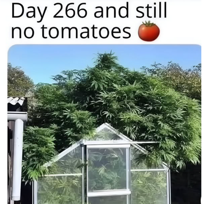 1741474431113.png