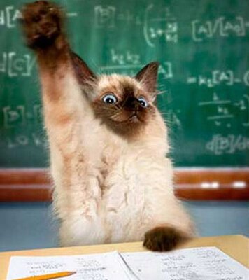 cat-raising-hand-383x430.jpg