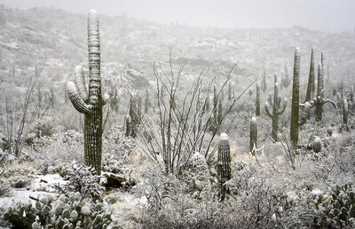 1-a-desert-snow-day-saija-lehtonen.jpg