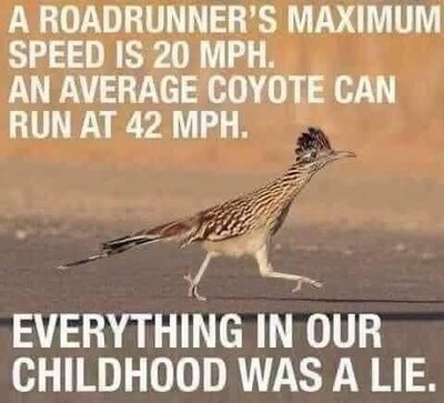 roadrunner coyote.jpg