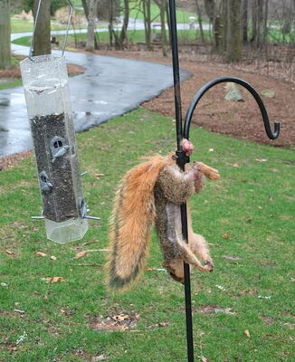 squirrel in bird feeder.jpg
