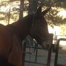 Old Red Mule